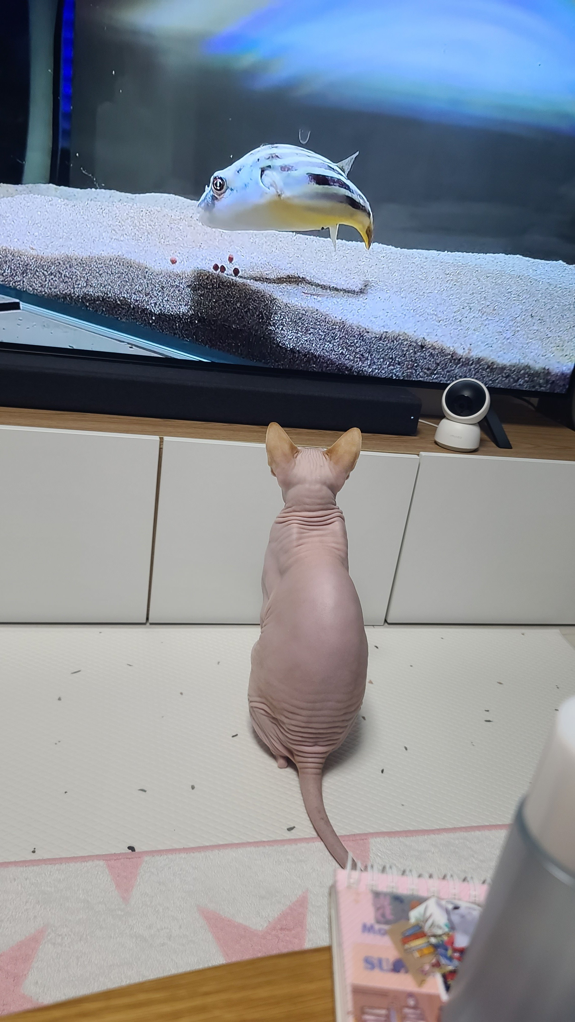 이미지