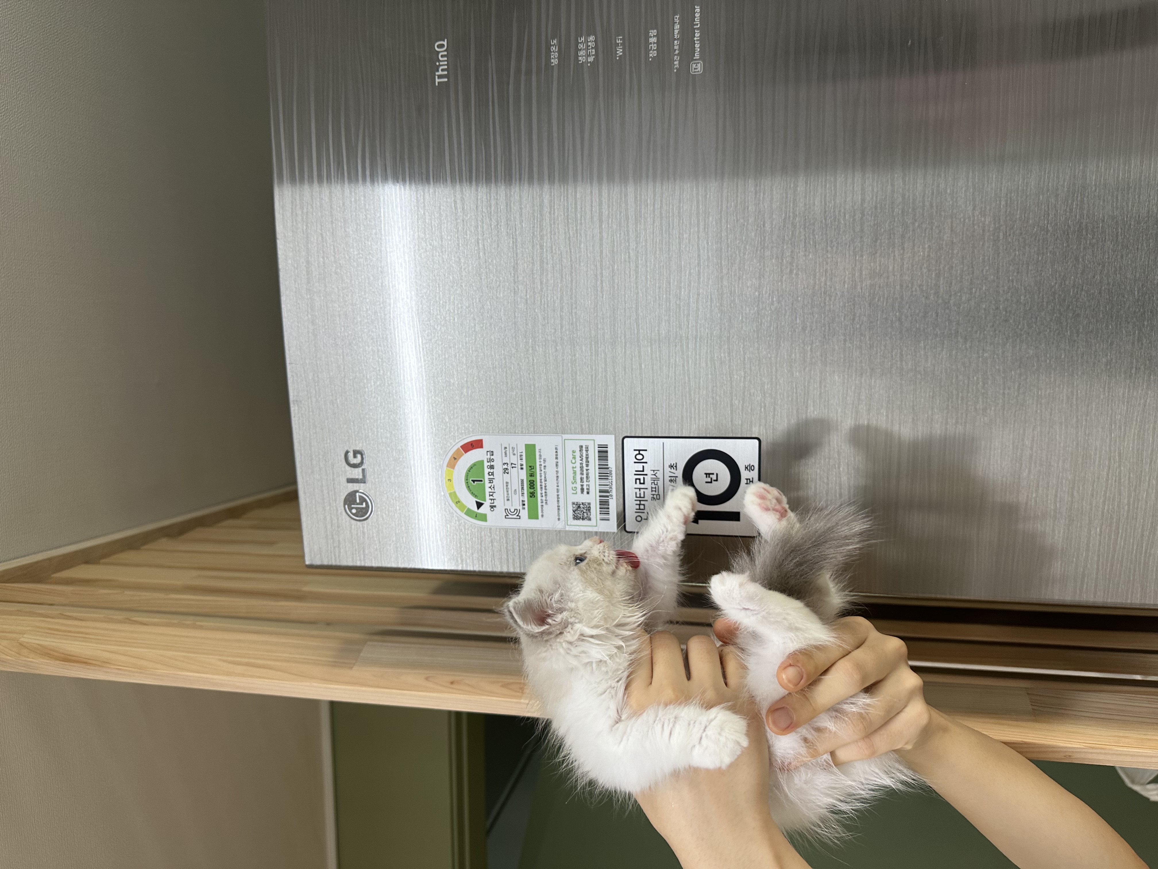 고양이(봉순이)와 집사 모두 쾌적한 생활의 지름길. LG가전 들이기