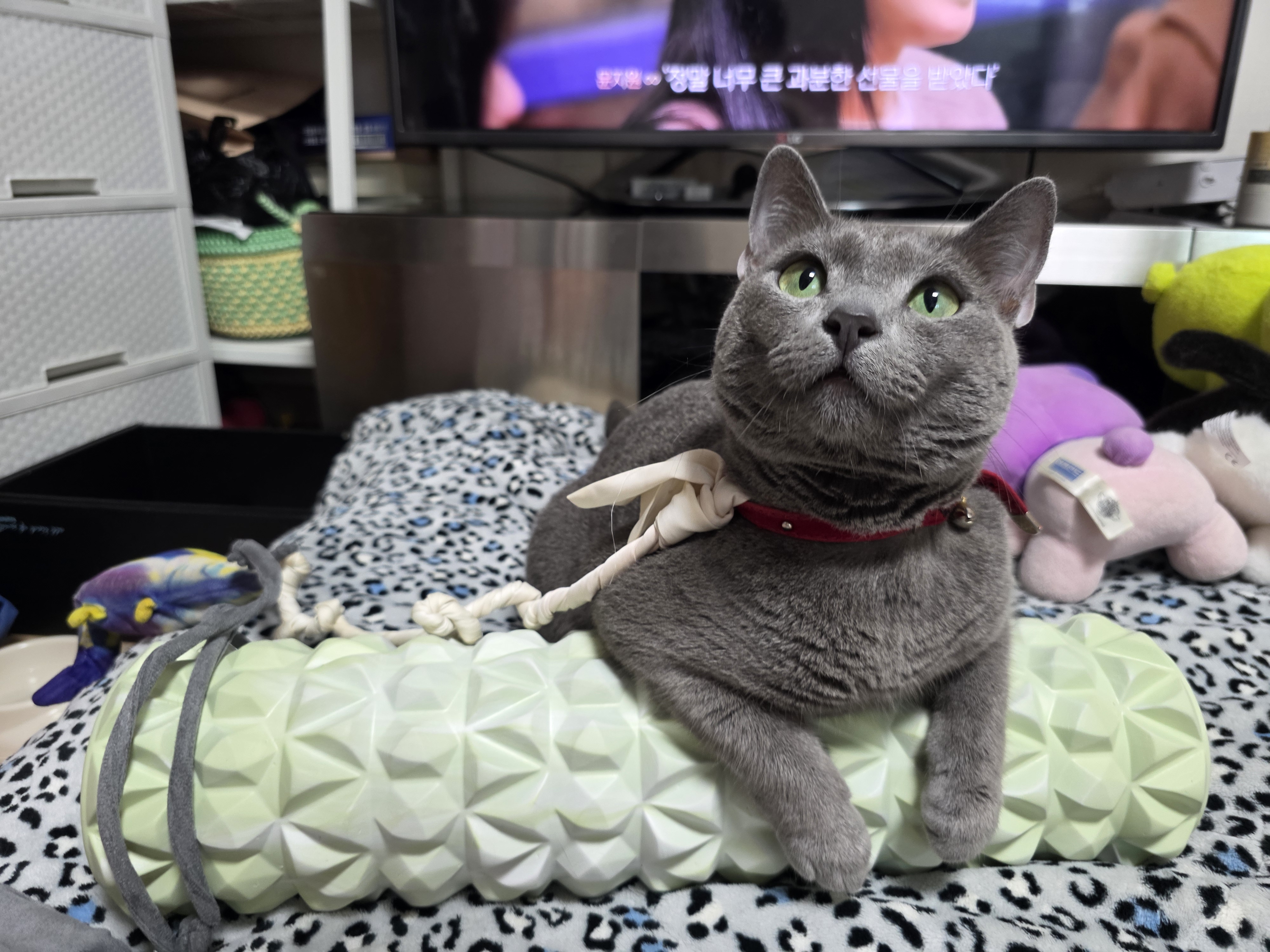 이미지