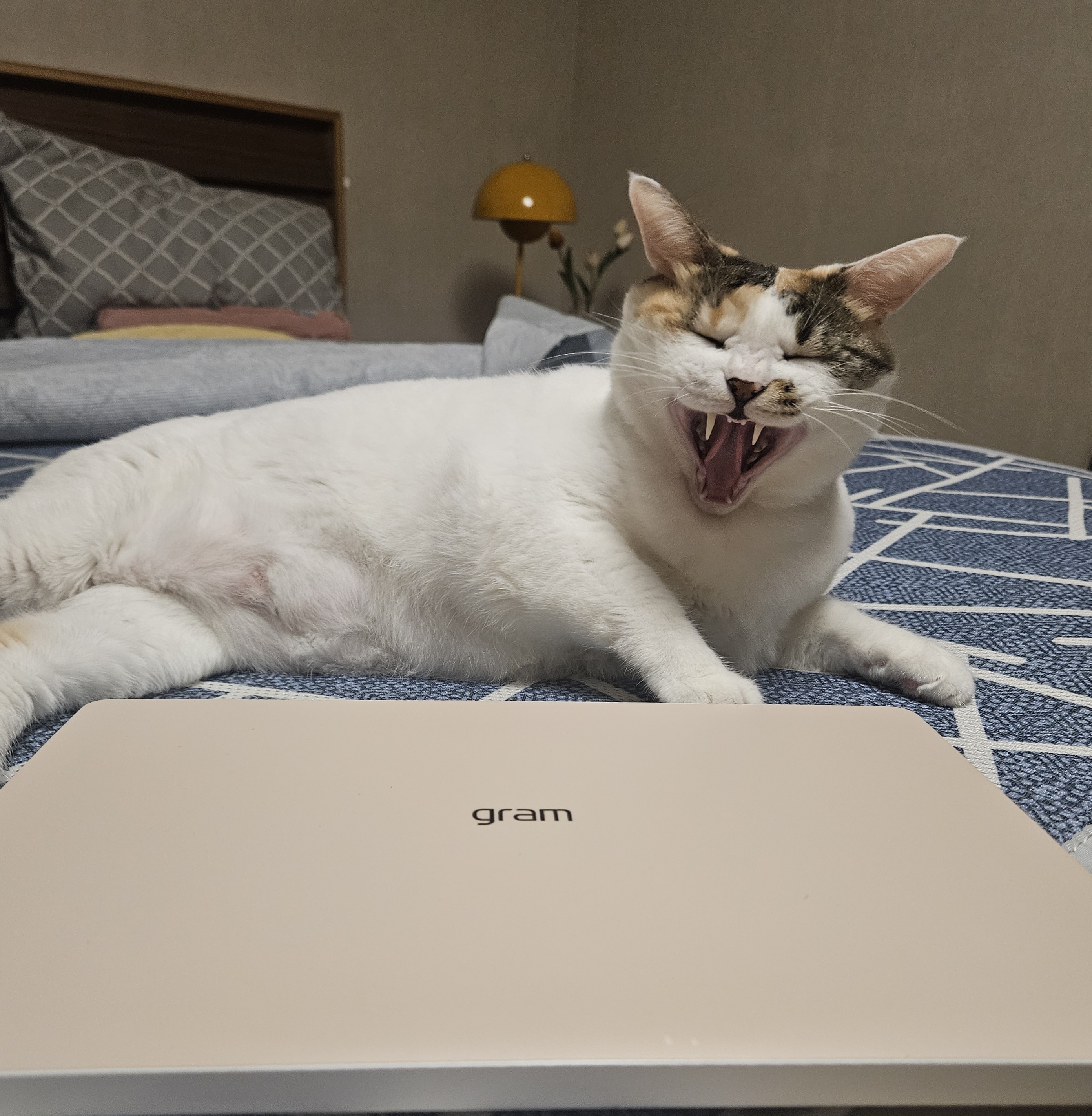 냥이랑 어울리는 jammy