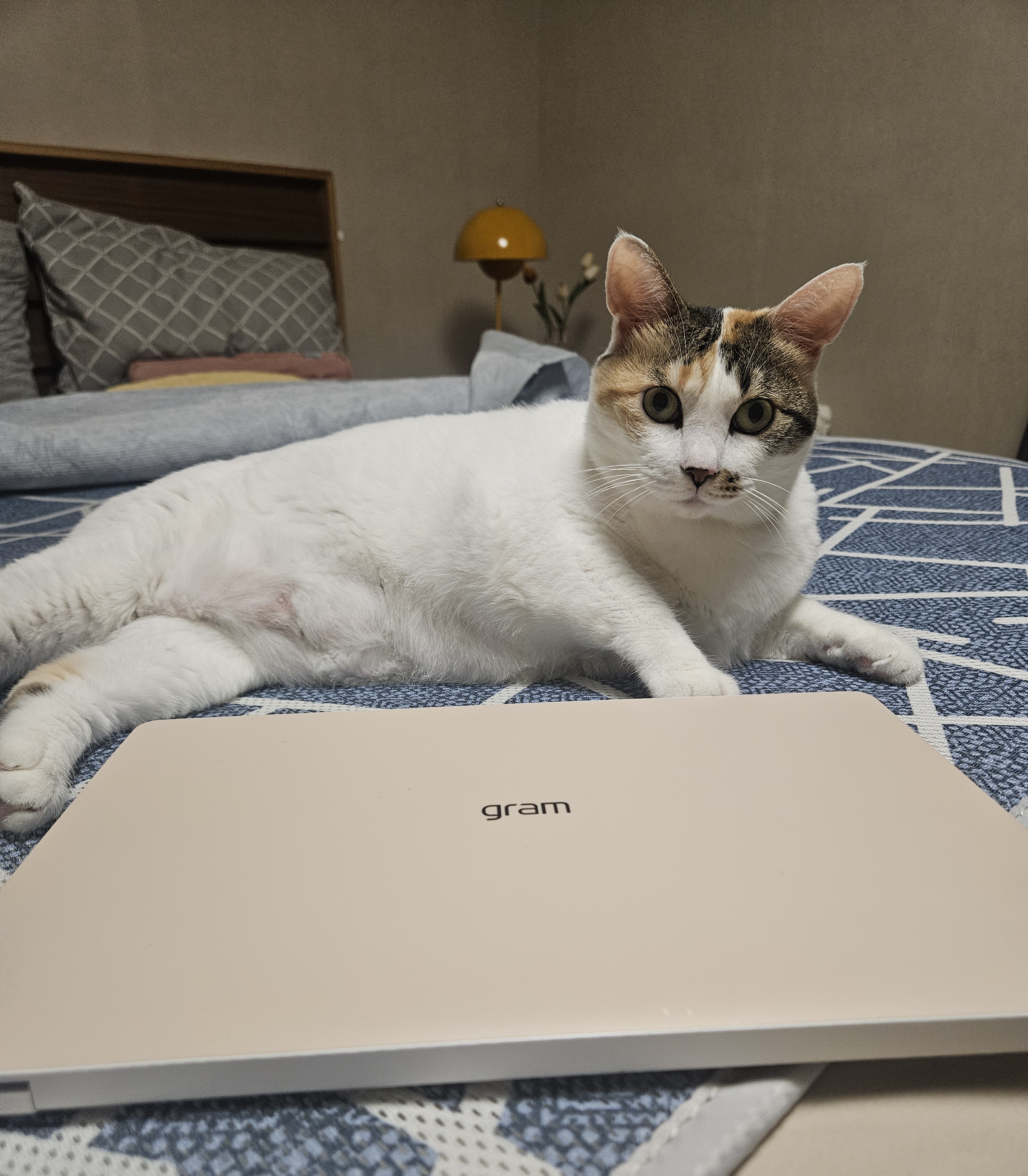 냥이랑 어울리는 jammy