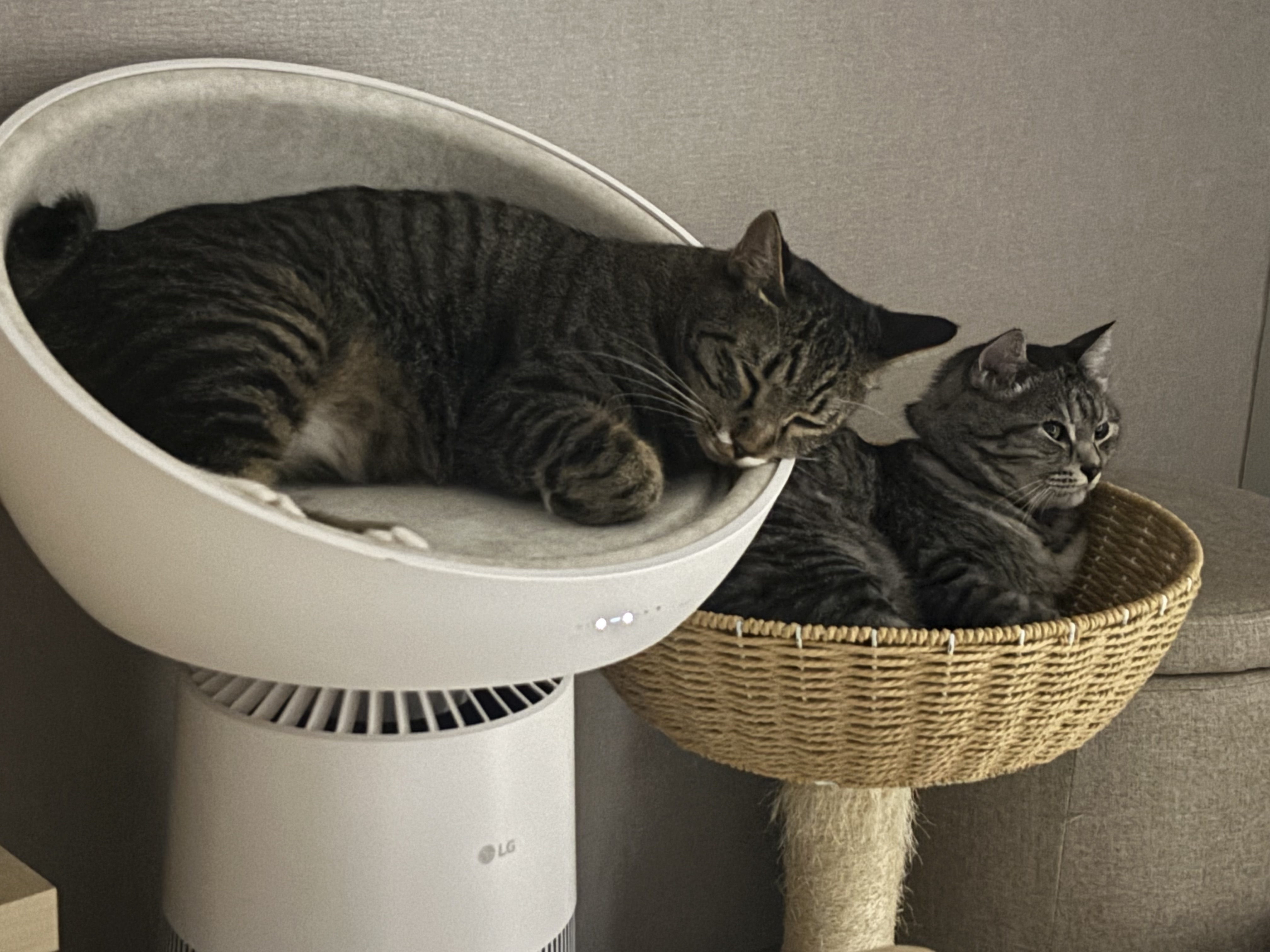 🎄🐱 사랑하는 우리 고양이와 집사를 위한 연말선물 추천🎁