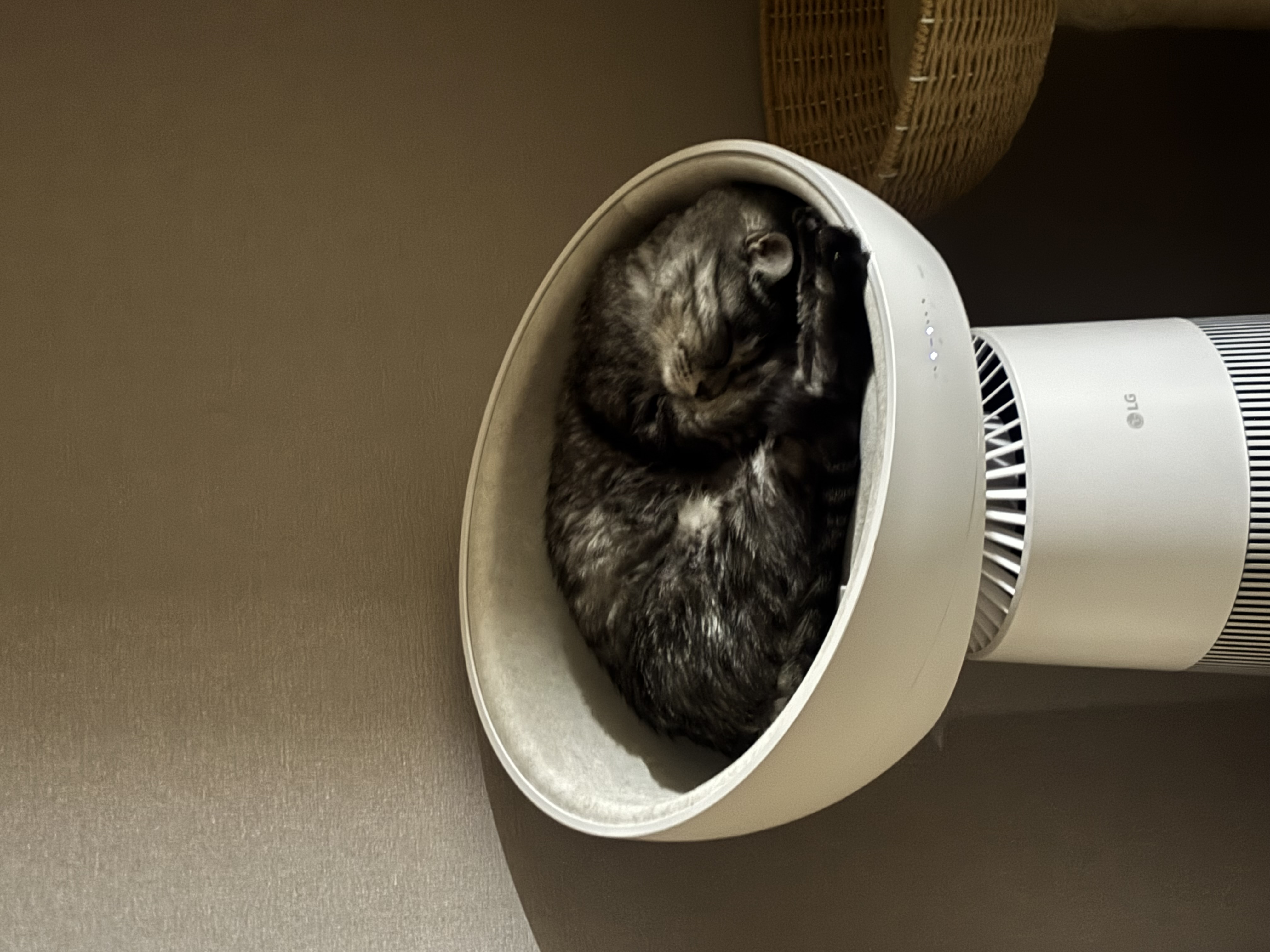 🎄🐱 사랑하는 우리 고양이와 집사를 위한 연말선물 추천🎁