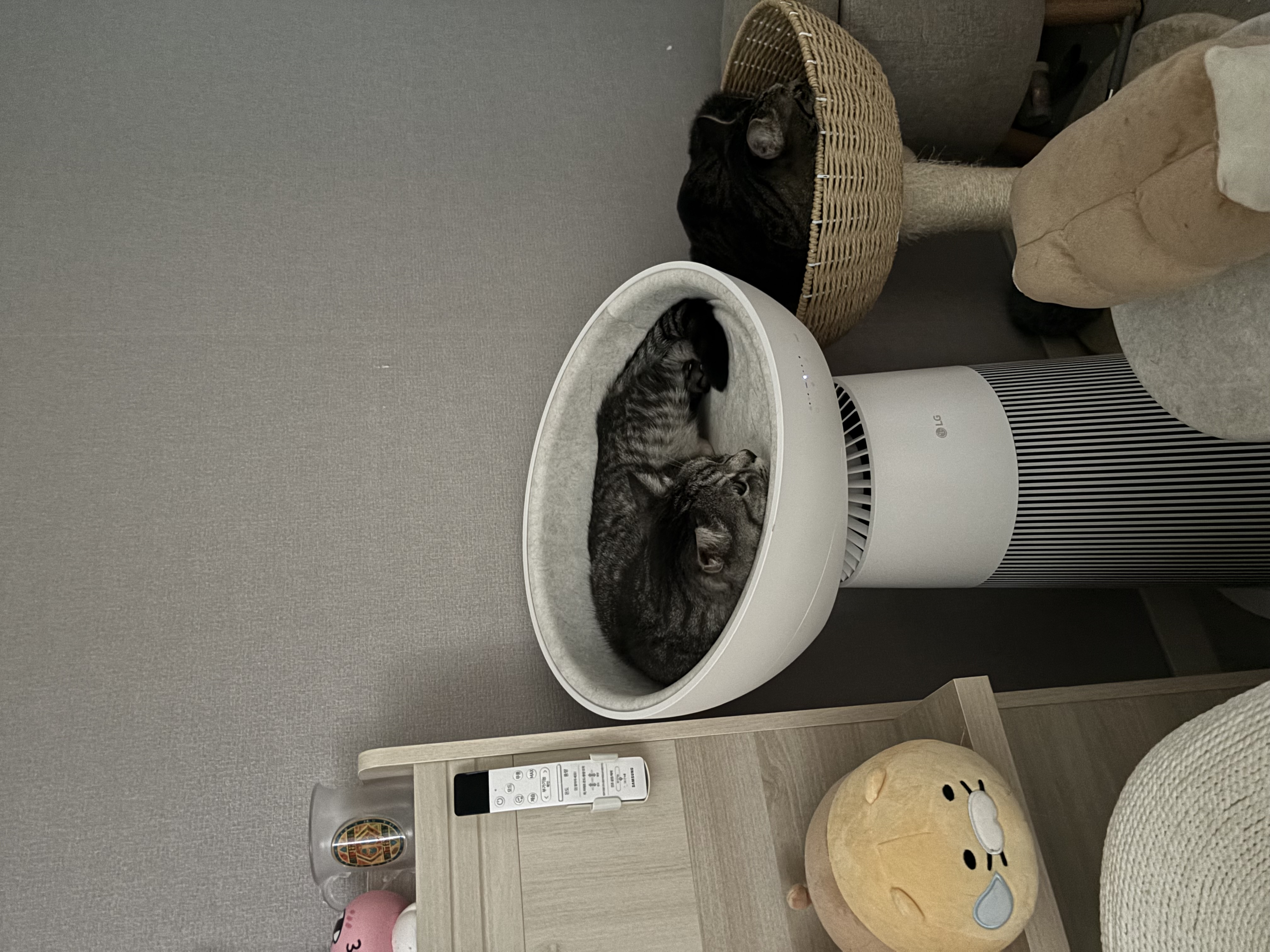 🎄🐱 사랑하는 우리 고양이와 집사를 위한 연말선물 추천🎁