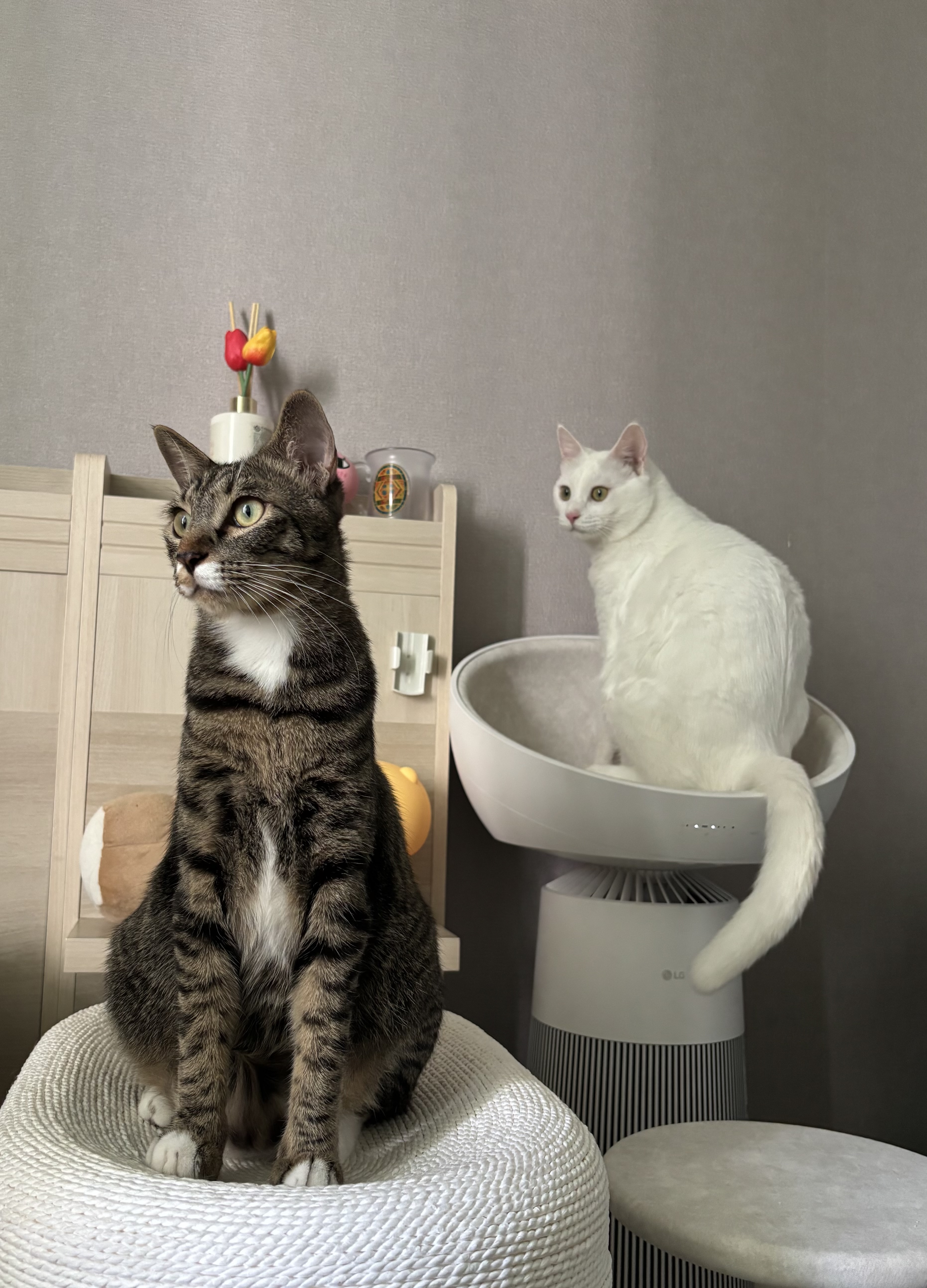 🎄🐱 사랑하는 우리 고양이와 집사를 위한 연말선물 추천🎁