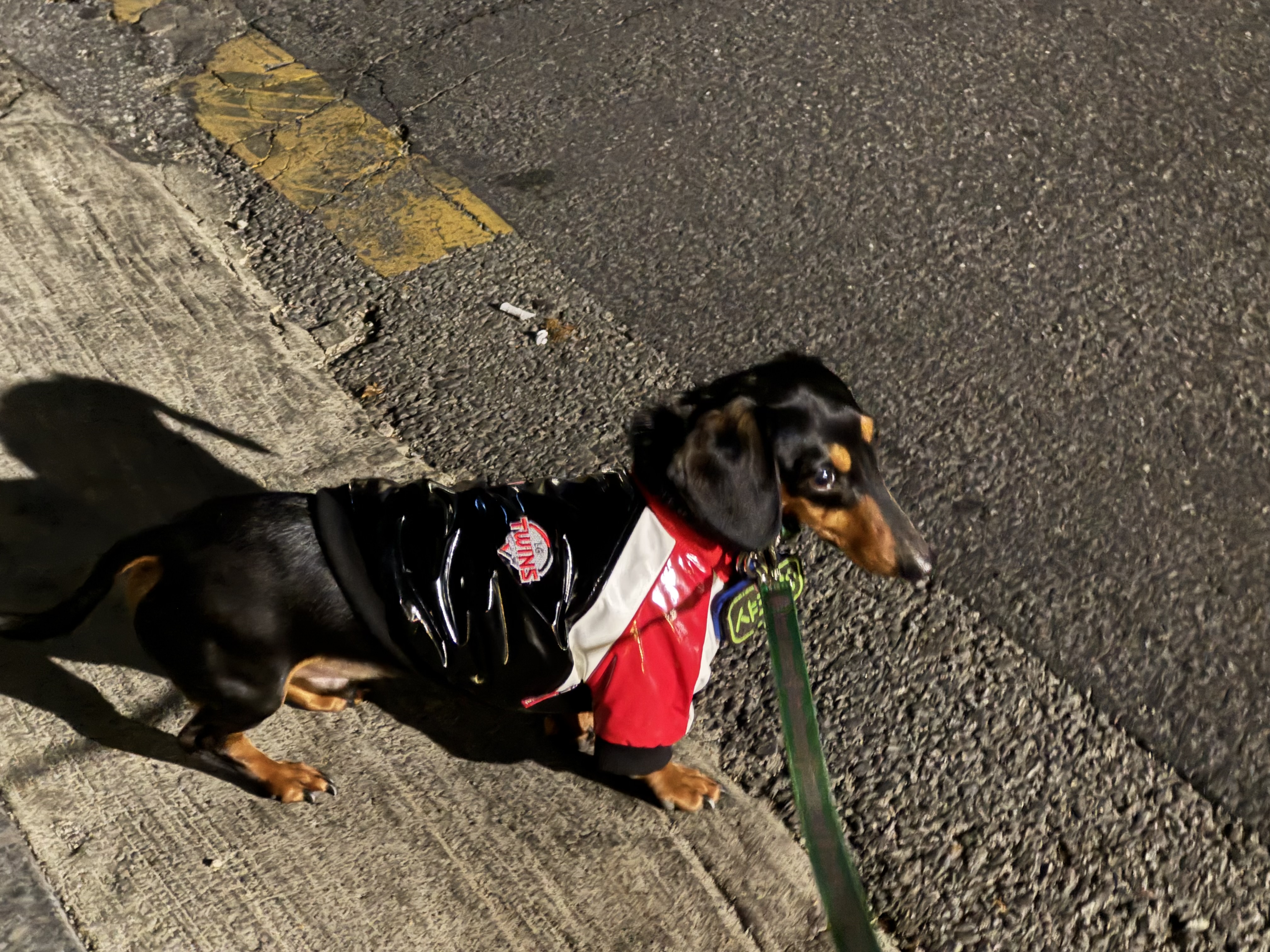 반려견과 함께하는 LG템