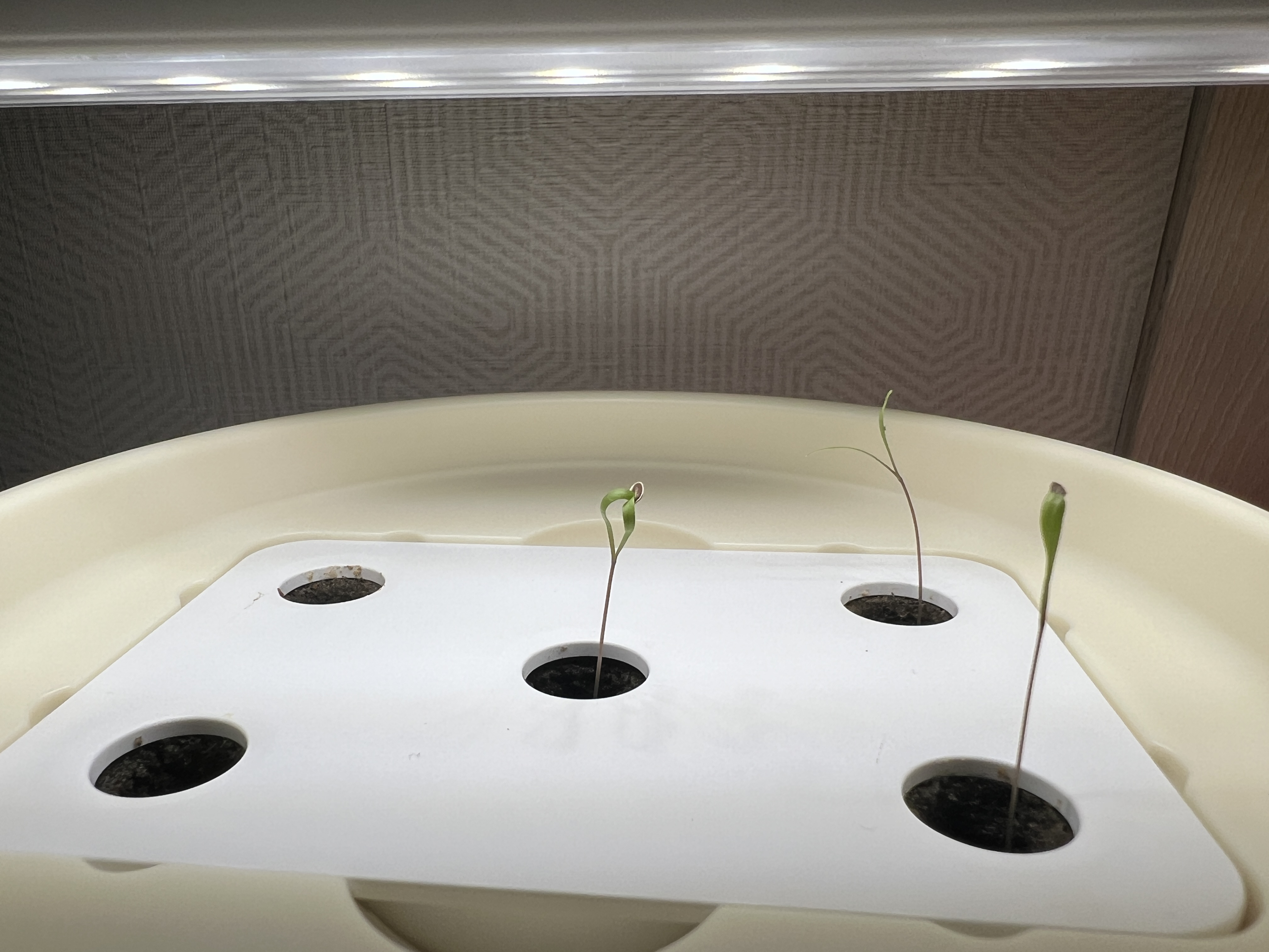 틔운미니로 겨울에도 식물 구경