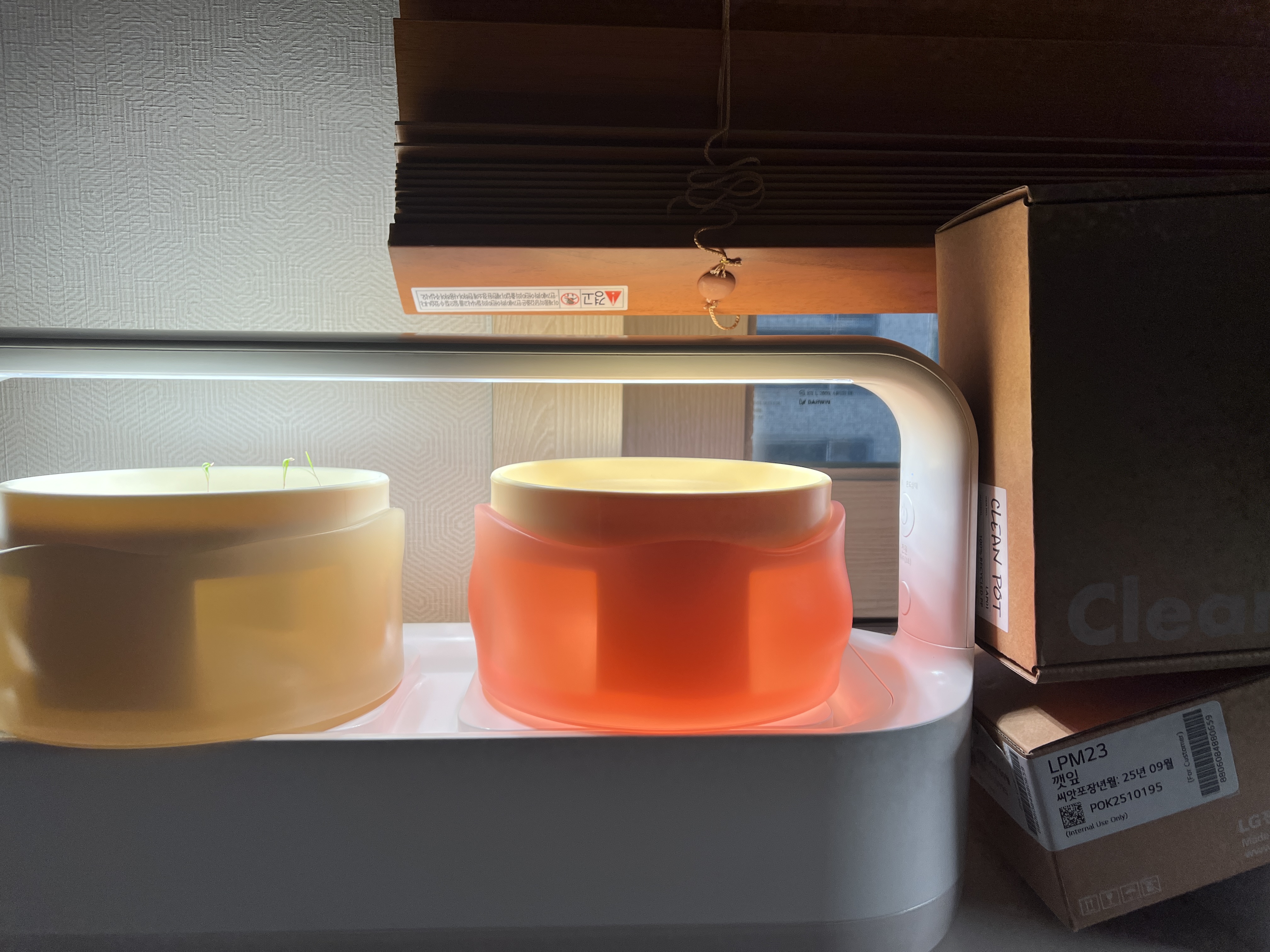 틔운미니로 겨울에도 식물 구경