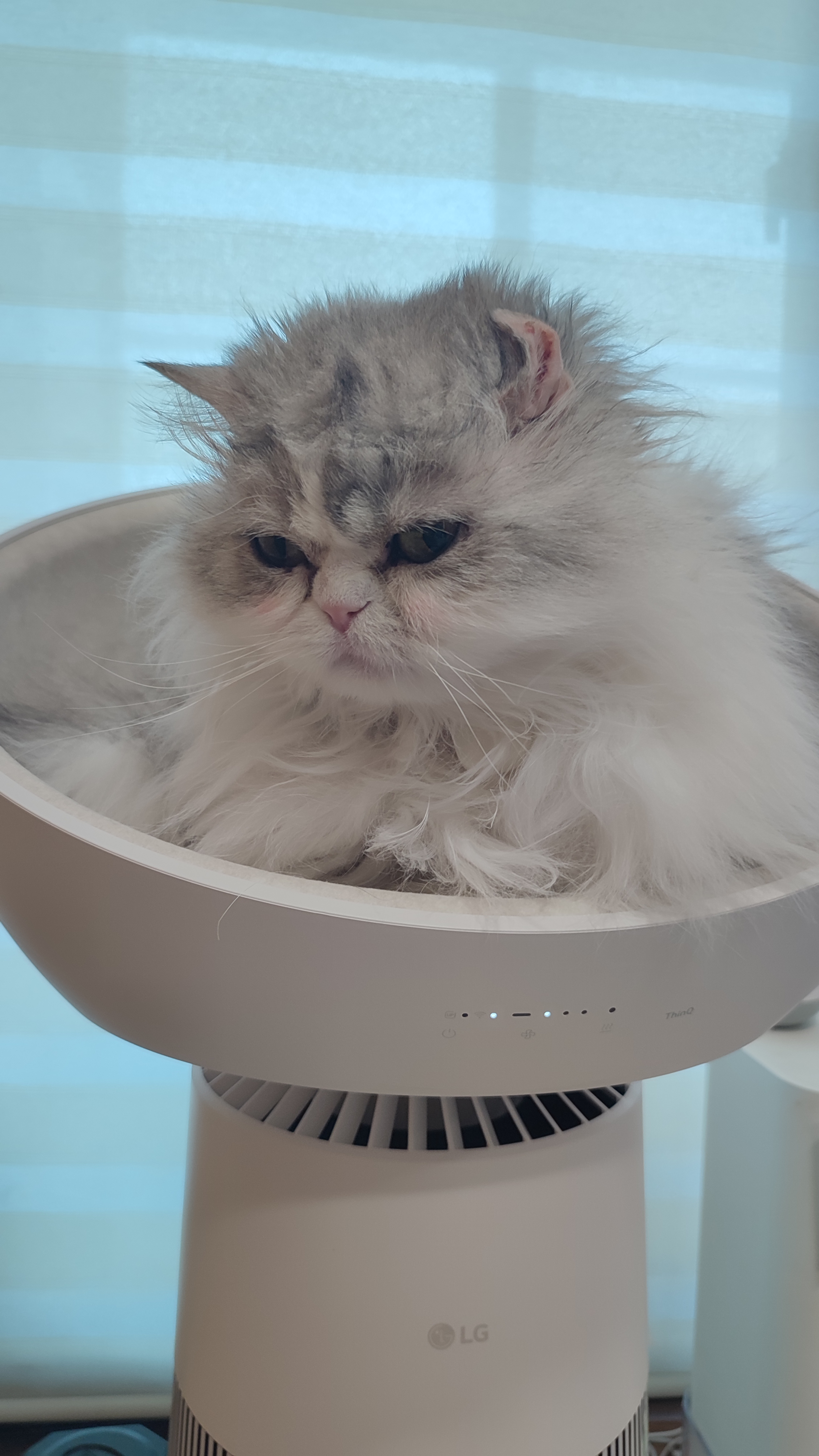 캣타워인가 공기청정기인가