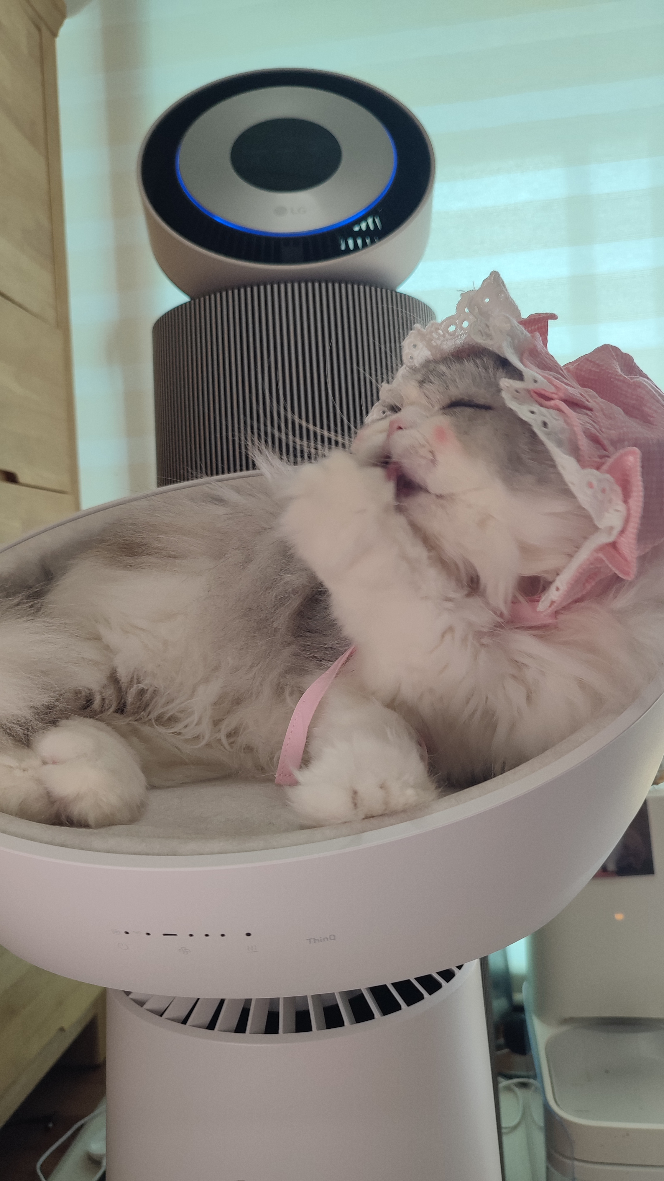 이거 만든 사람 고양이가 분명합니다