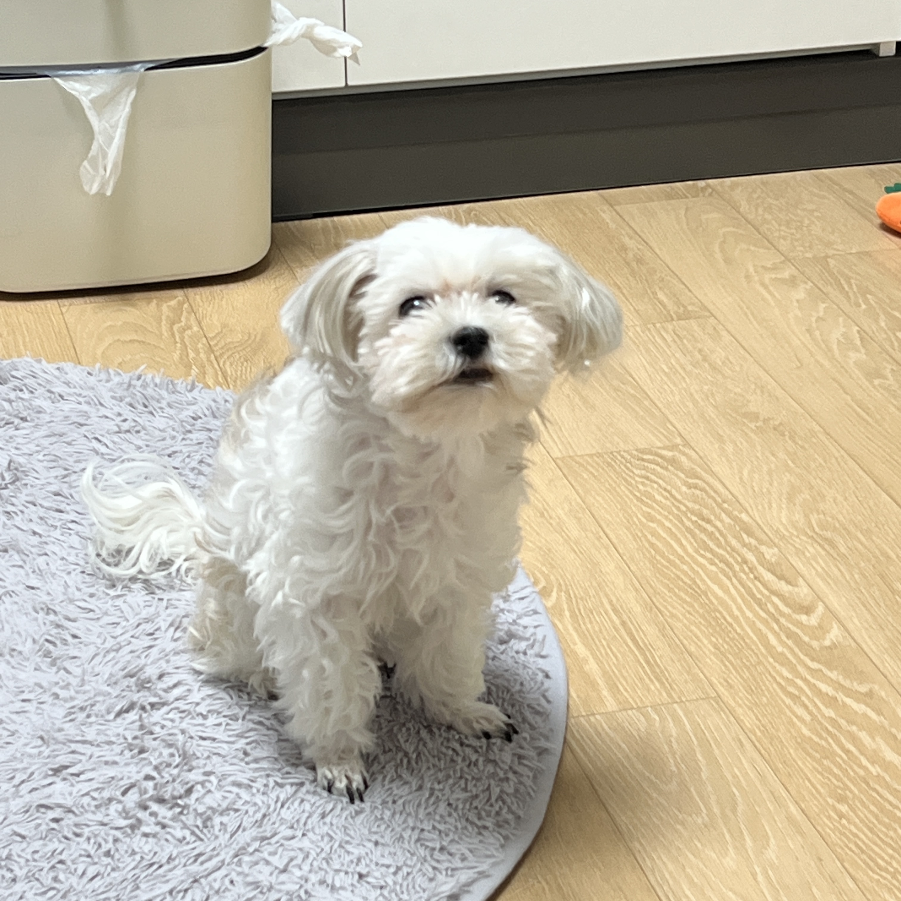 짜잔 저희 집 강아지에요!