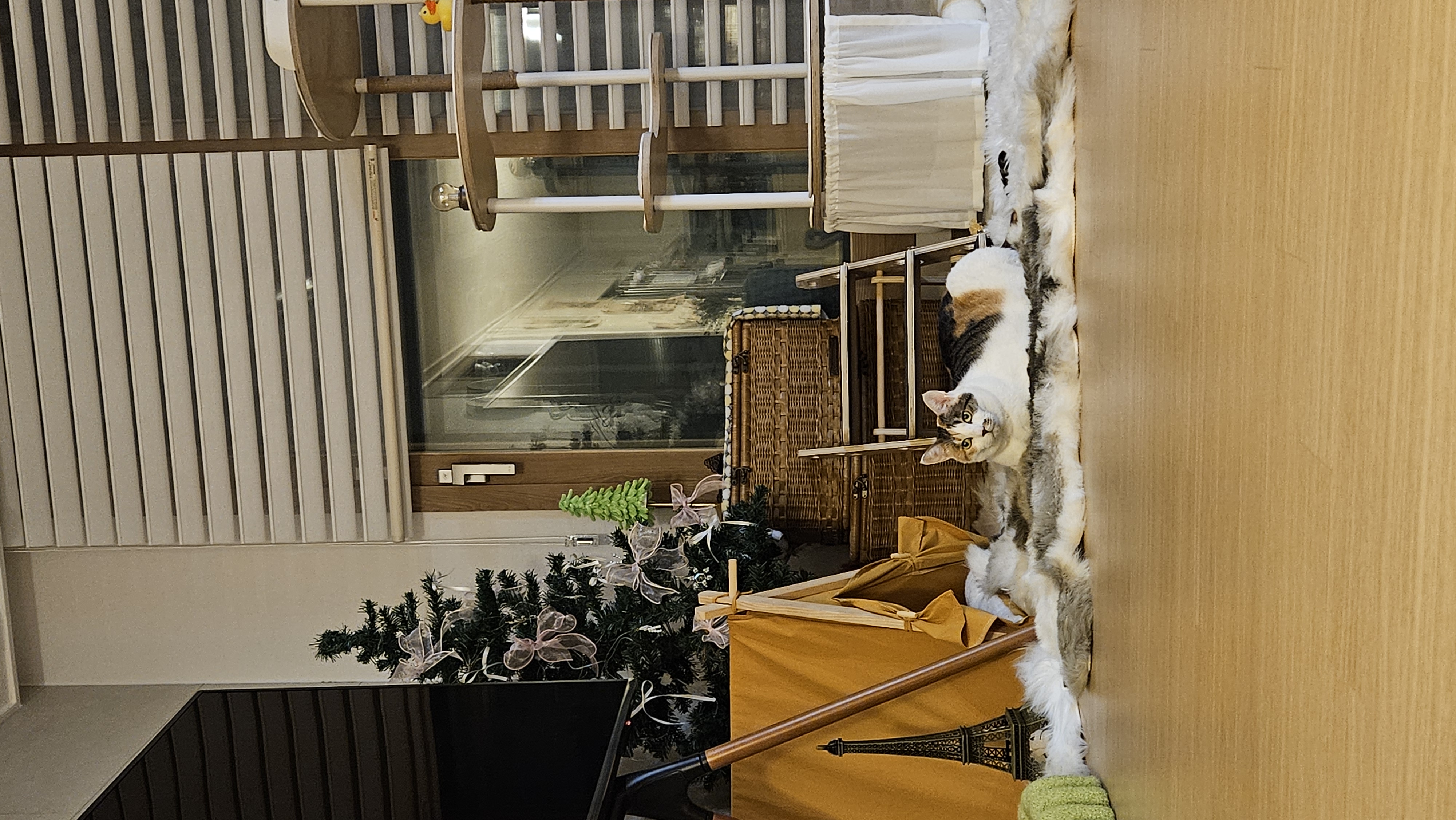 우리 집 겨울 정리 끝판왕, 고양이도 반한 따뜻한 겨울 루틴