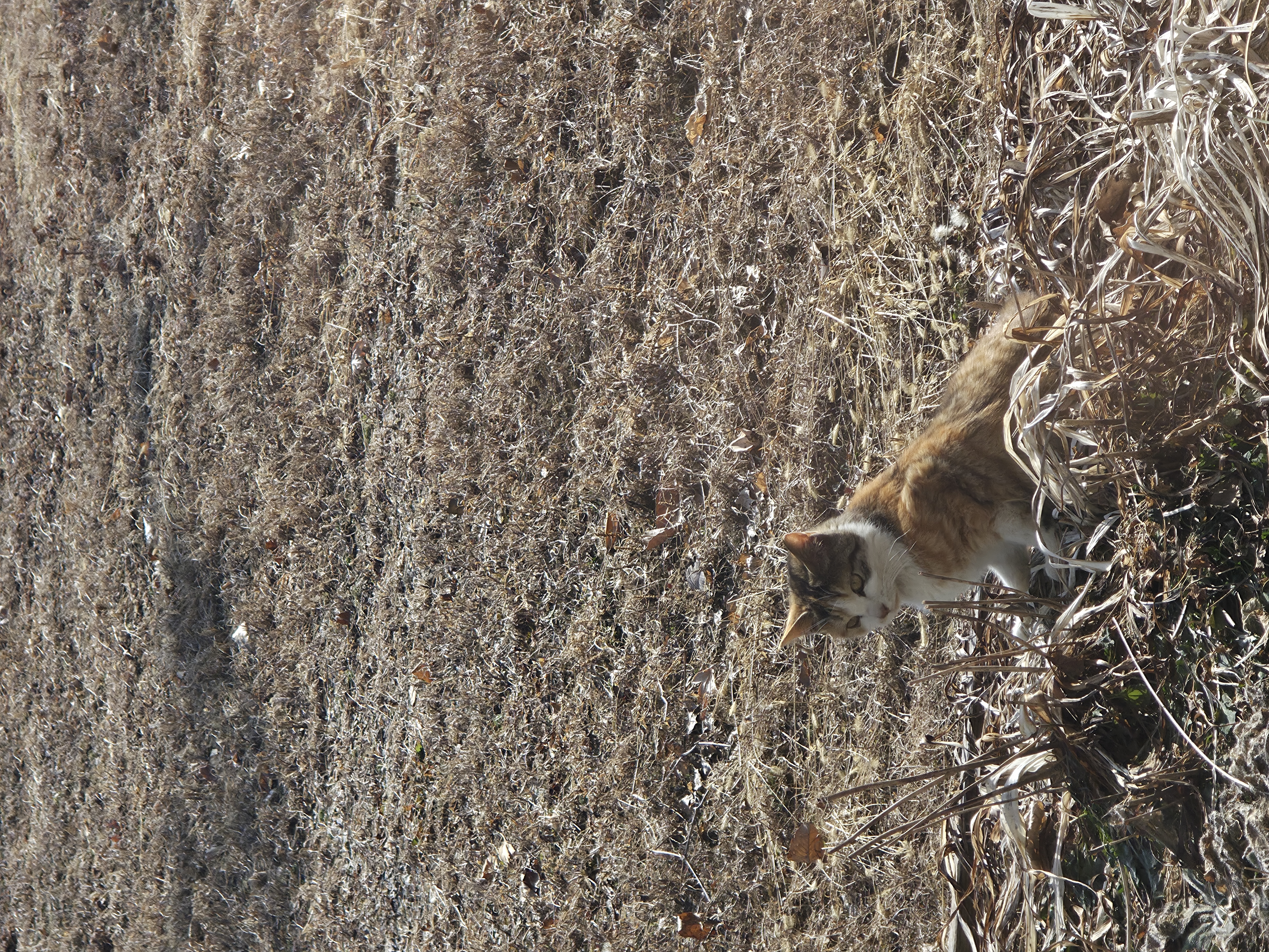 [일싱 공유] 평화로운 오후