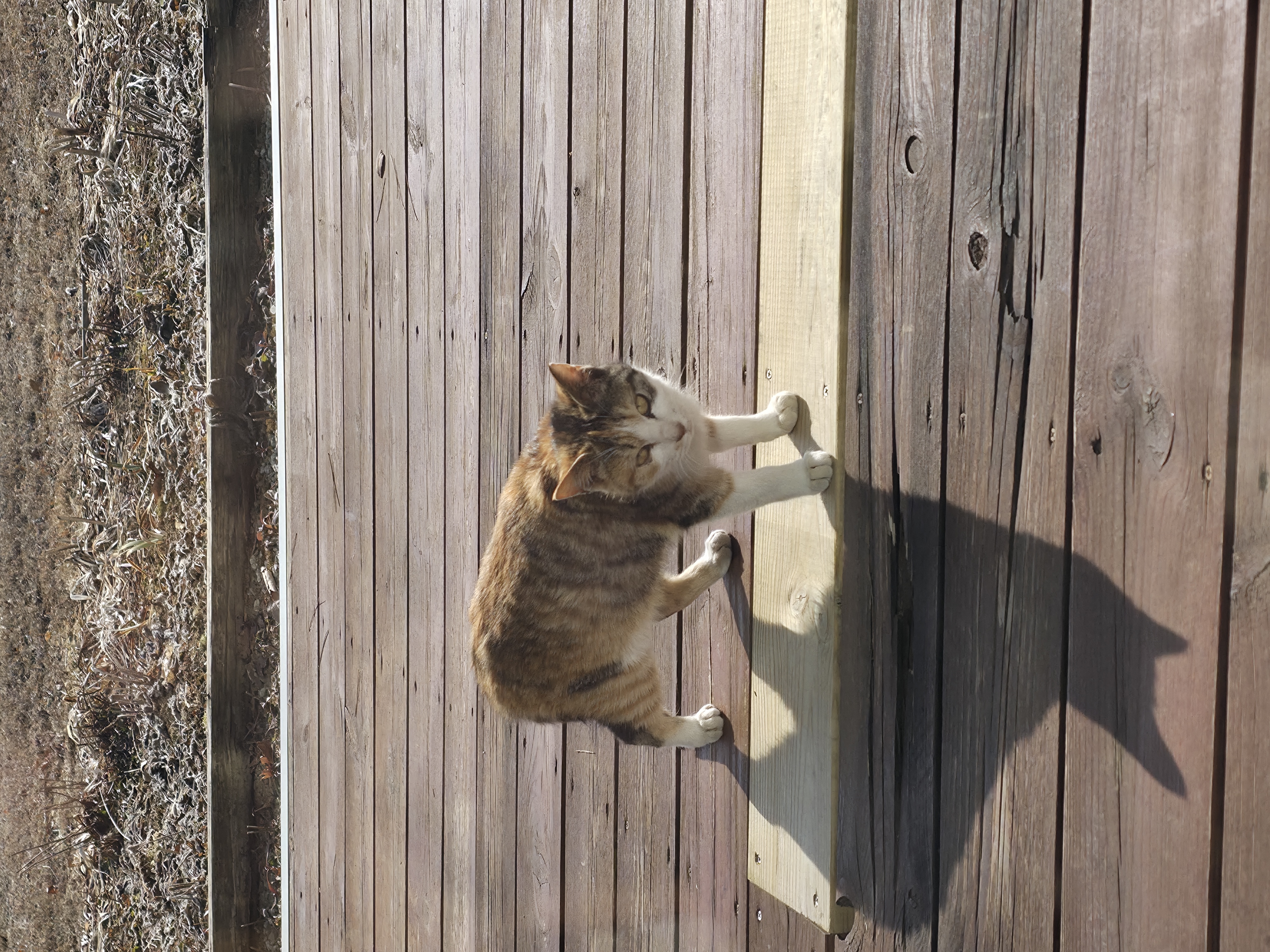 [일싱 공유] 평화로운 오후