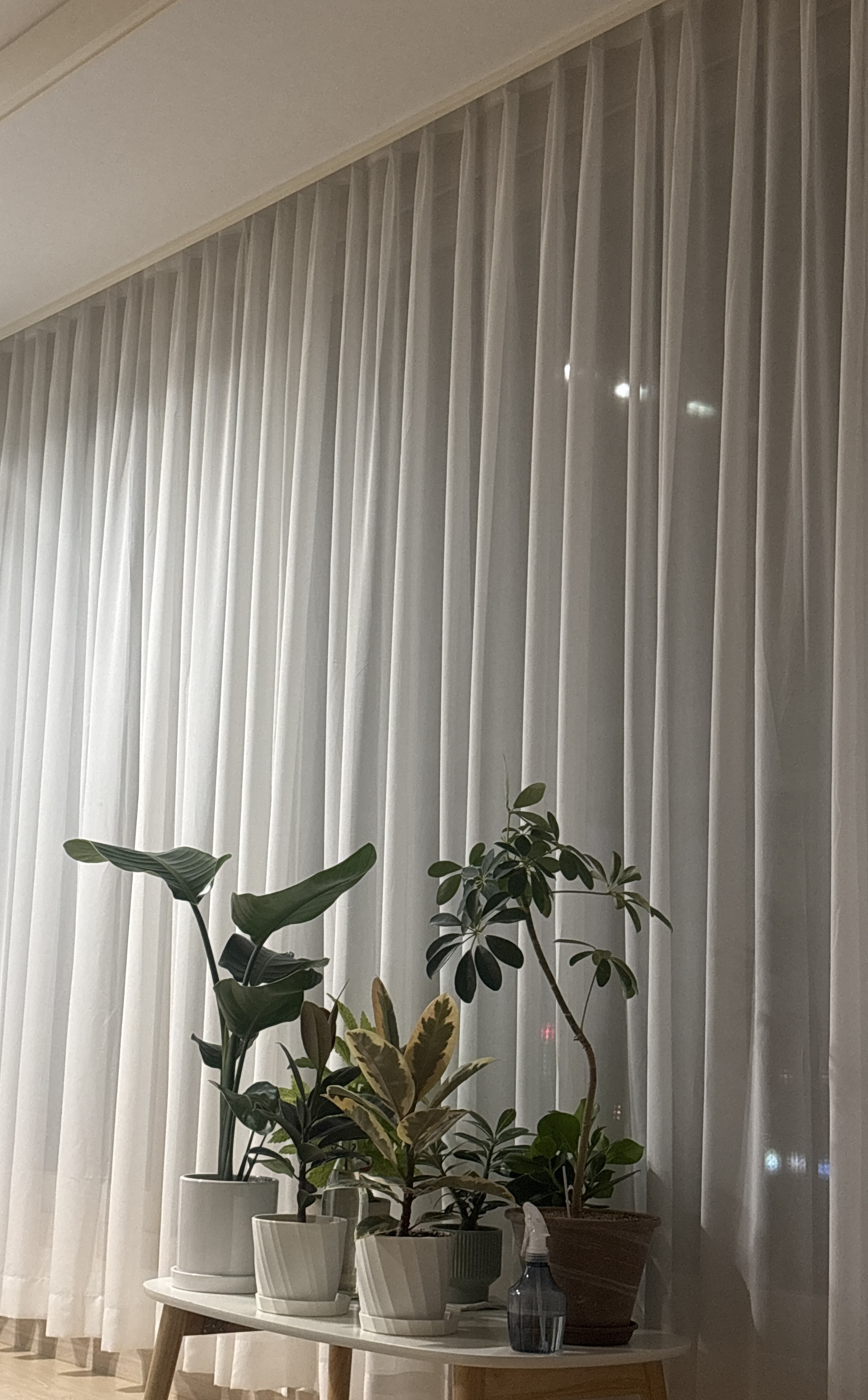 저의 반려식물을 소개합니다🪴