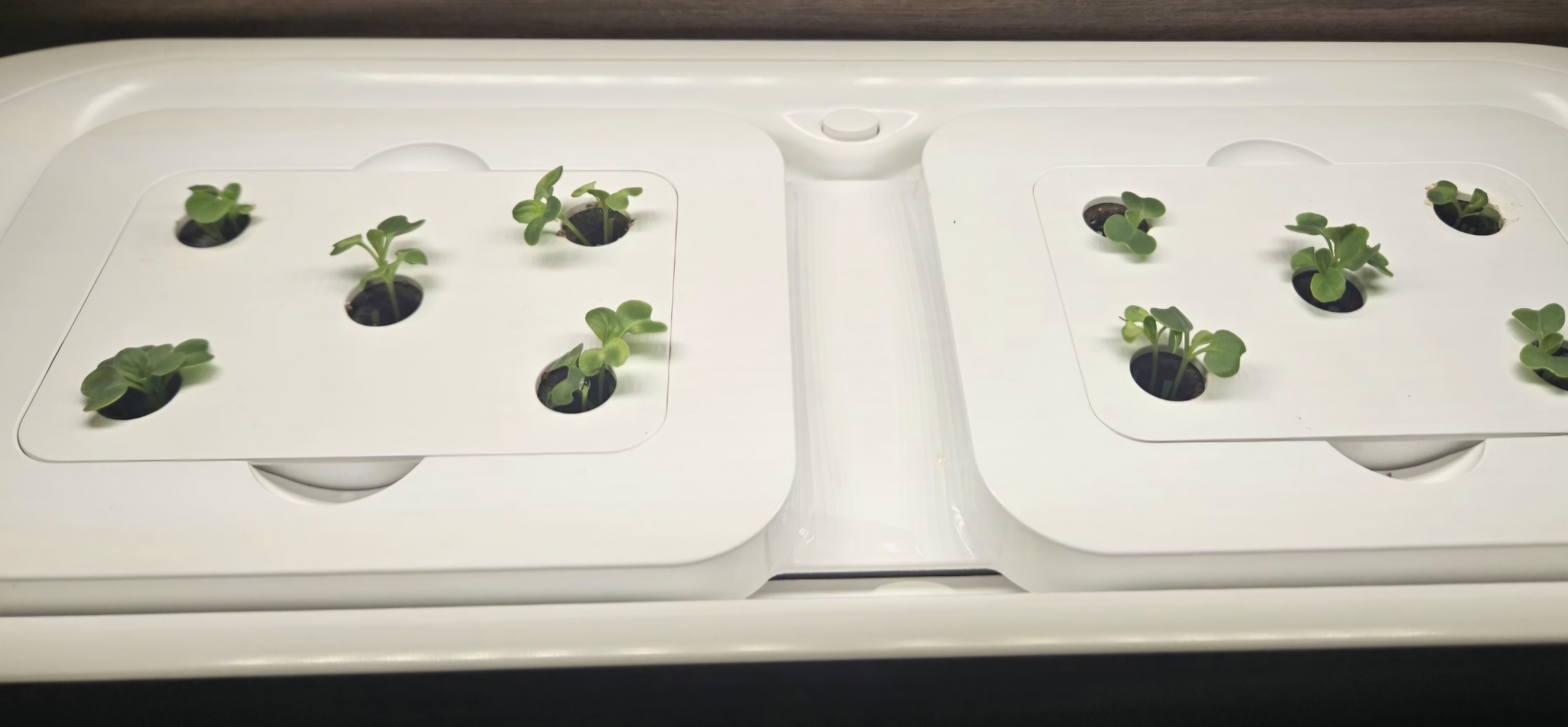 겨울철 쉽게  키우는 나만의 작은 정원 LG 틔운 미니