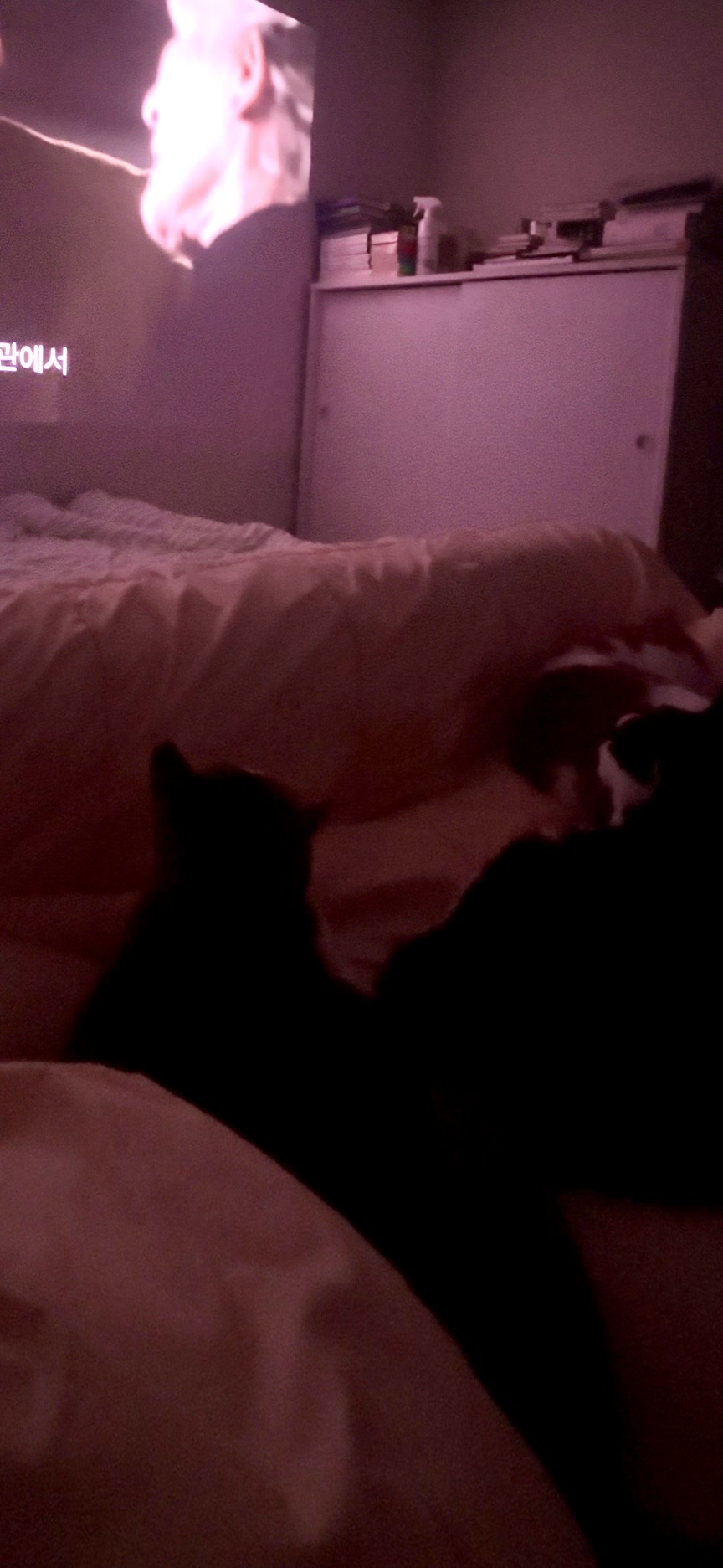 시네빔 큐브로 고양이와의 아늑한 홀리데이 완성❣️