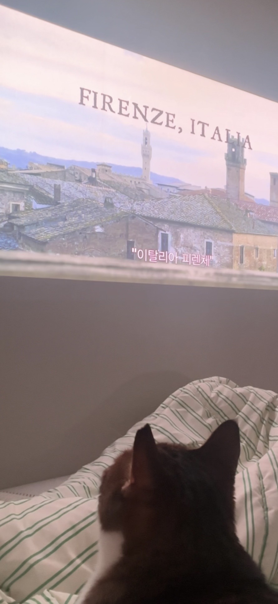 시네빔 큐브로 고양이와의 아늑한 홀리데이 완성❣️