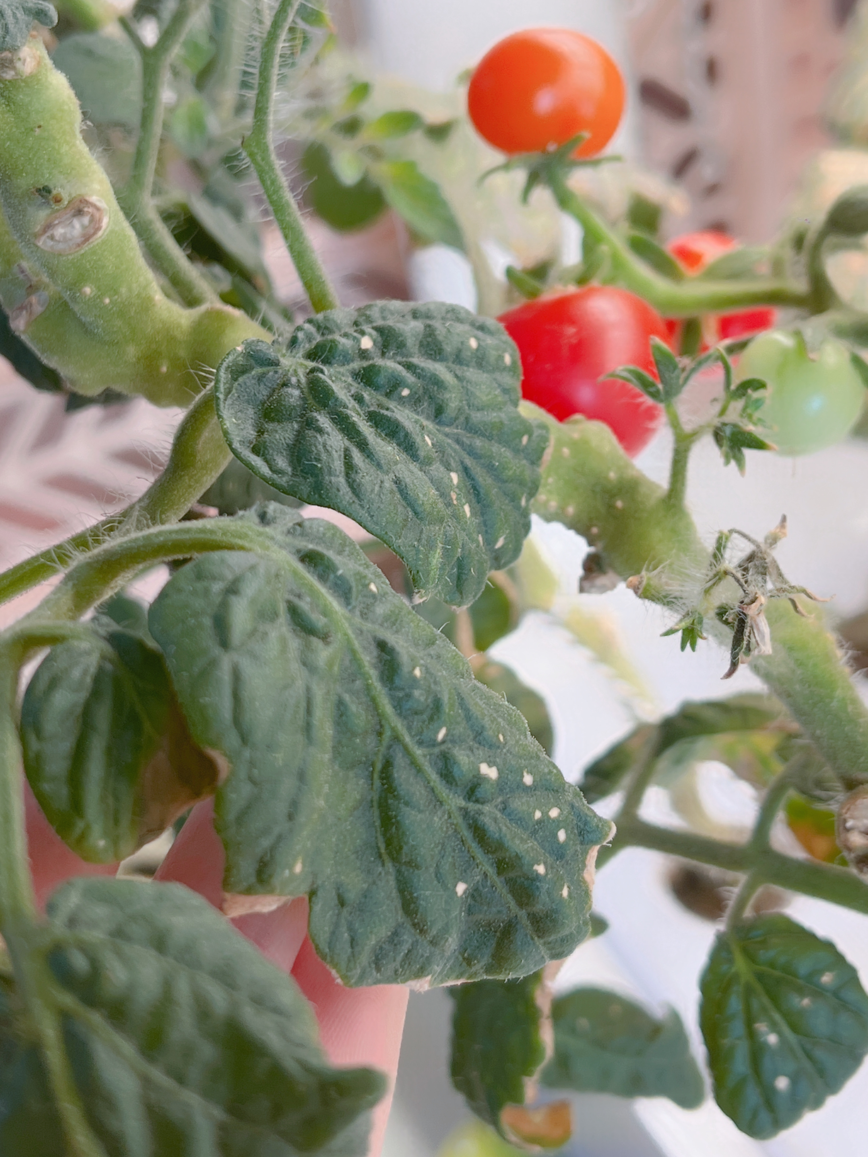 틔운에서 기르는 토마토🍅