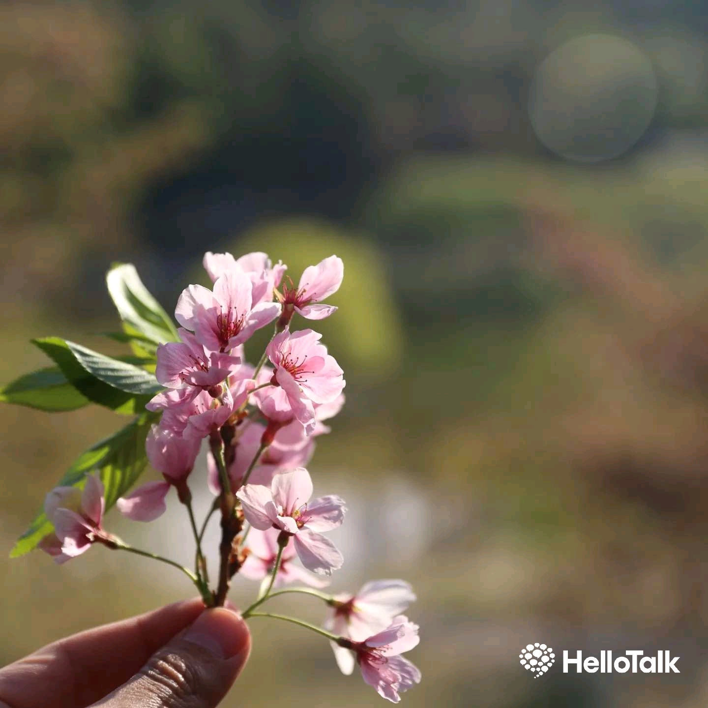[사진 공유] 어느 봄 날