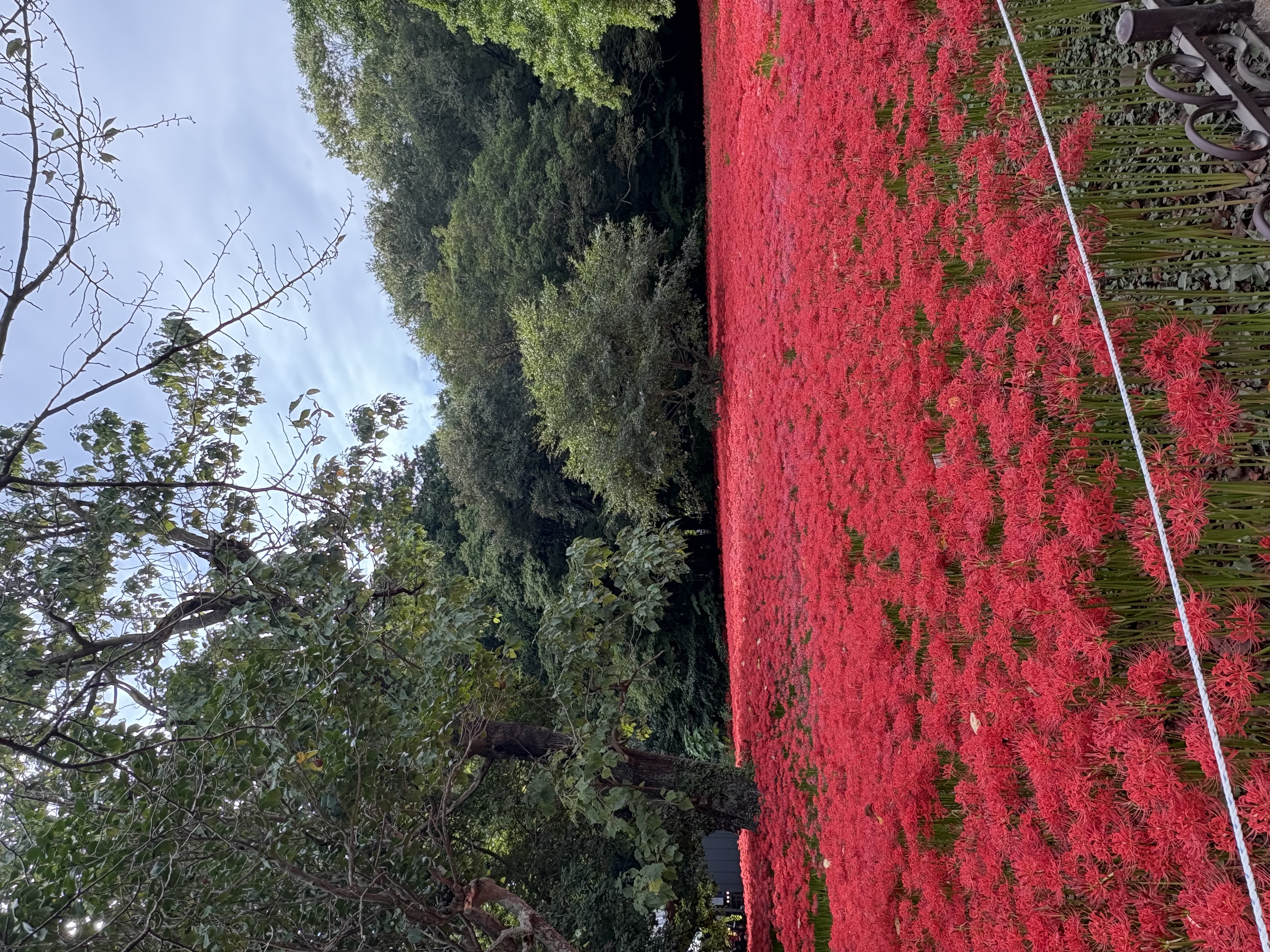 고창 선운사에 상사화 보러 다녀왔어요🌺