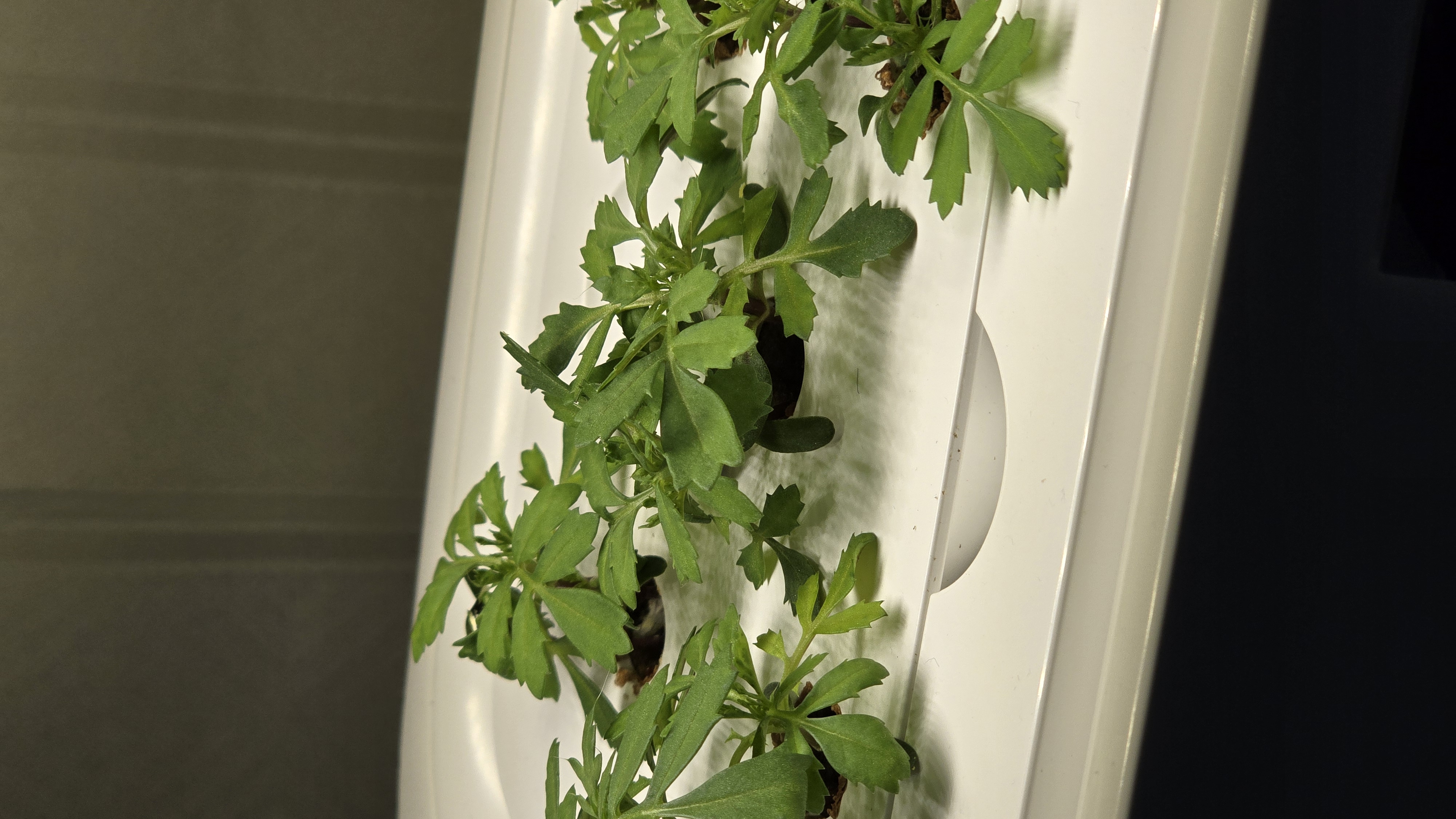 틔운미니로 식집사 입문중입니다